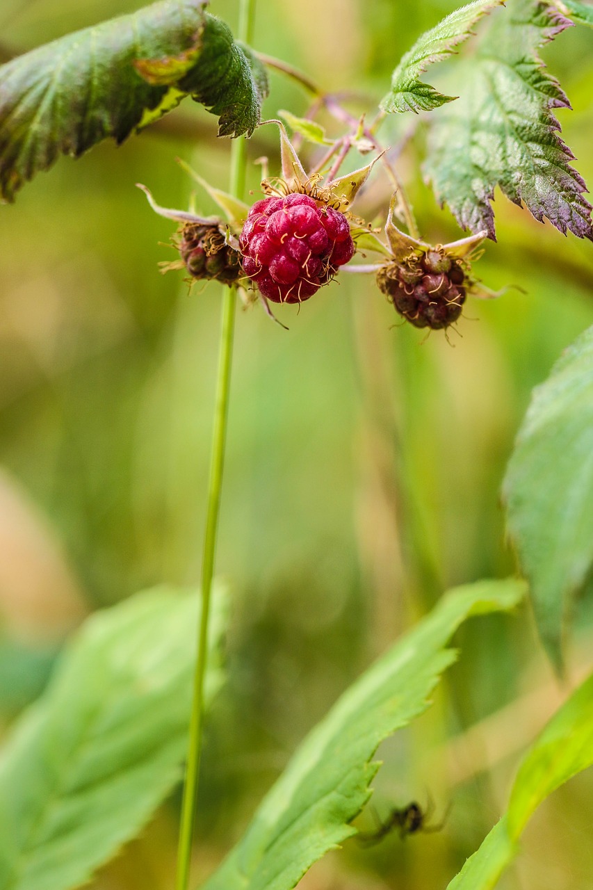 Image - wild berry berry nature green pink