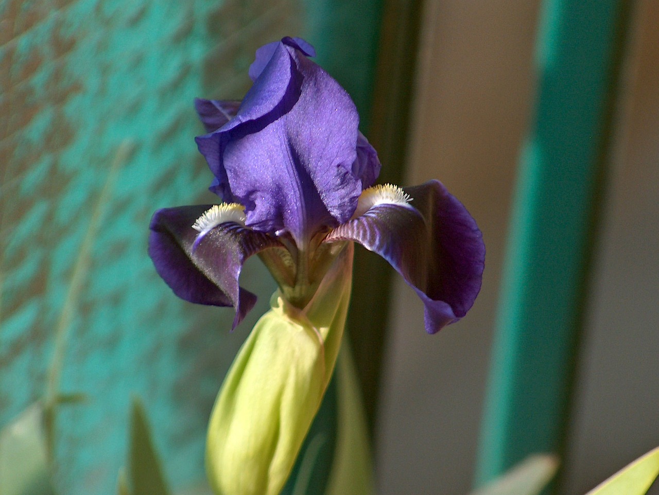 Image - iris plant nature waterlilies