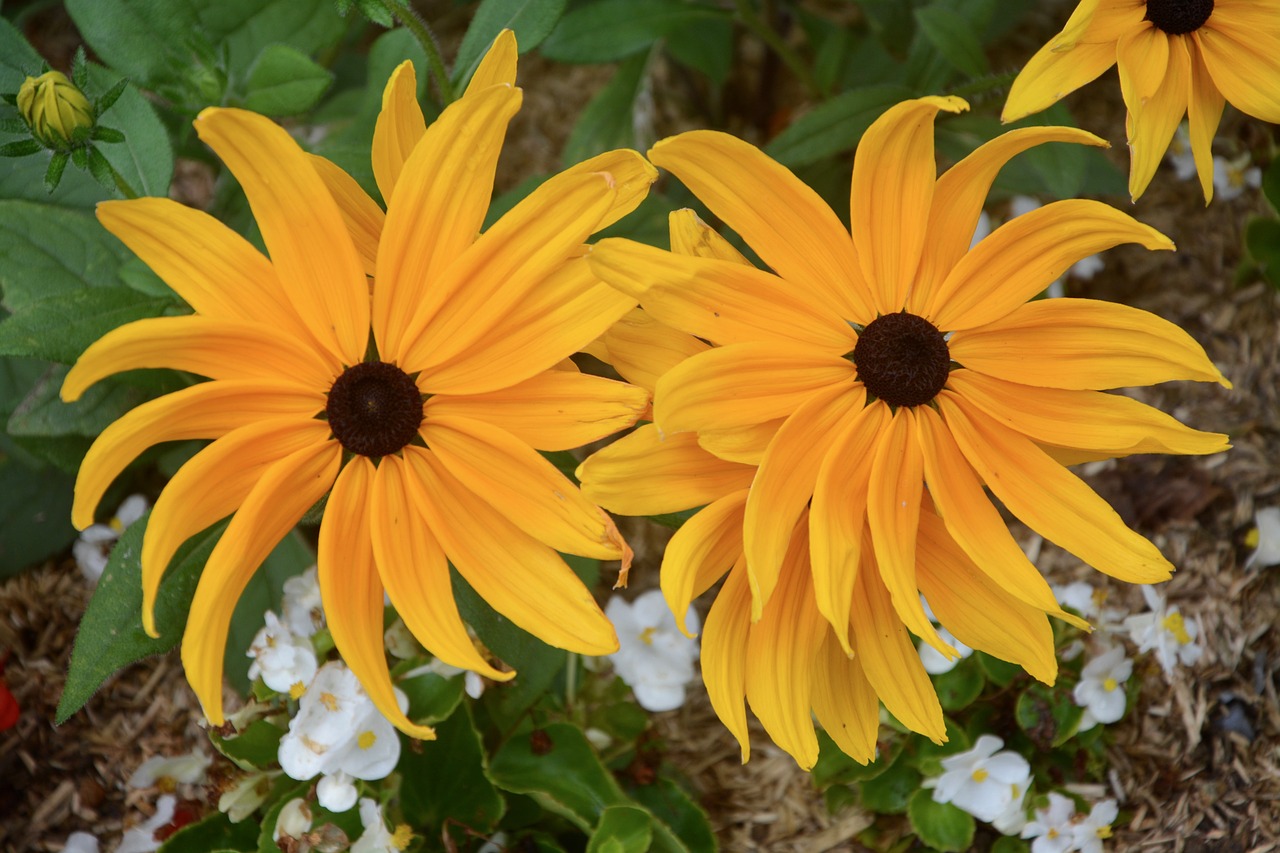 Image - flowers orange yellow massif garden