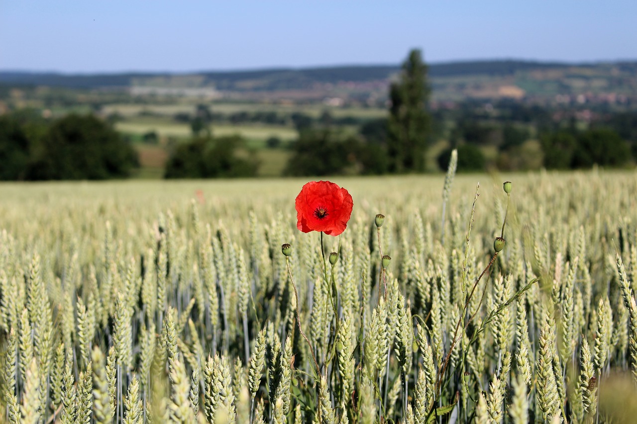 Image - poppy field landscape lane