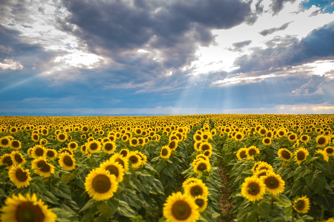 Image - summer sunflower romania landscape