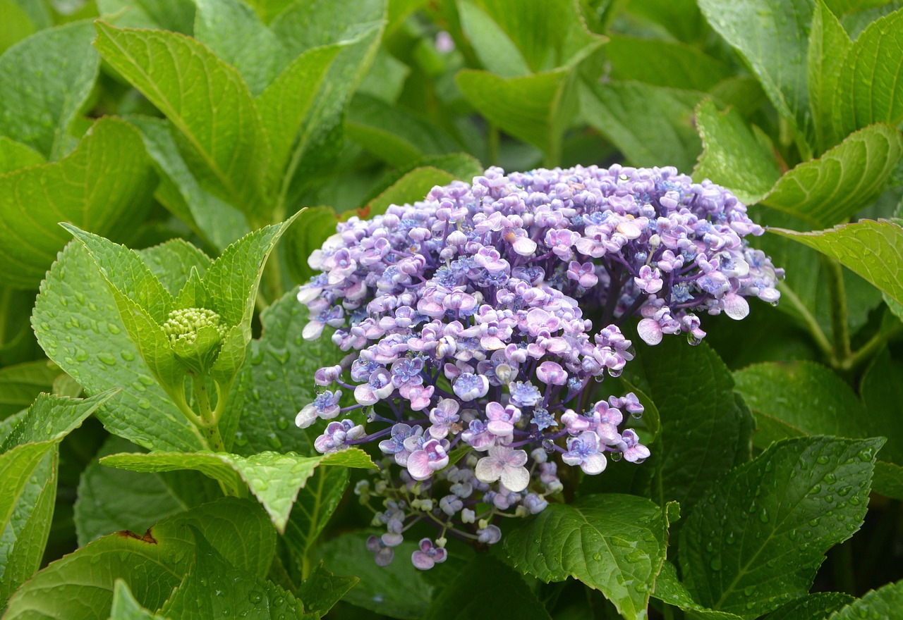 Image - hydrangea blue flower brittany