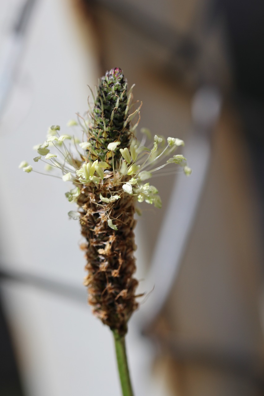 Image - plantain close bloom medicinal herb