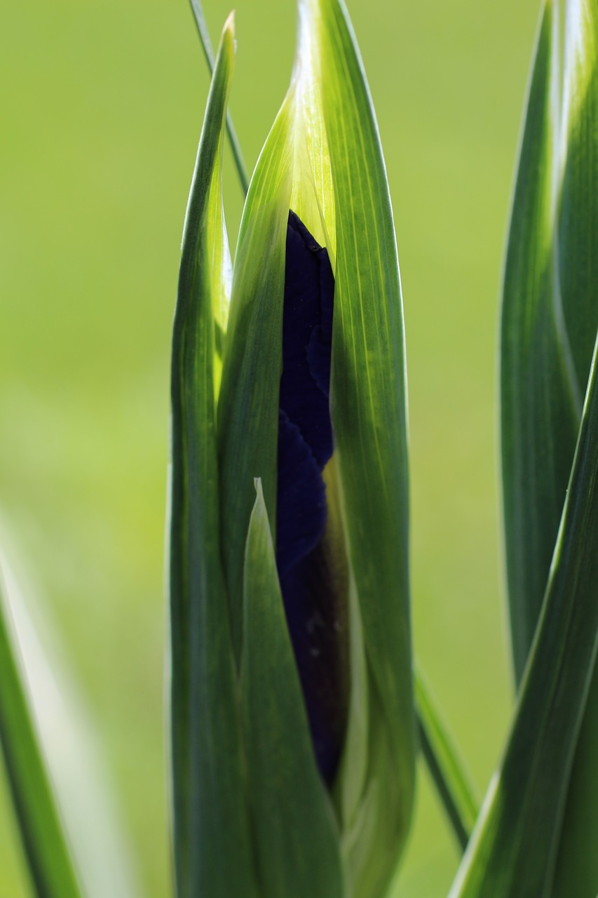 Image - closed green upright flower iris