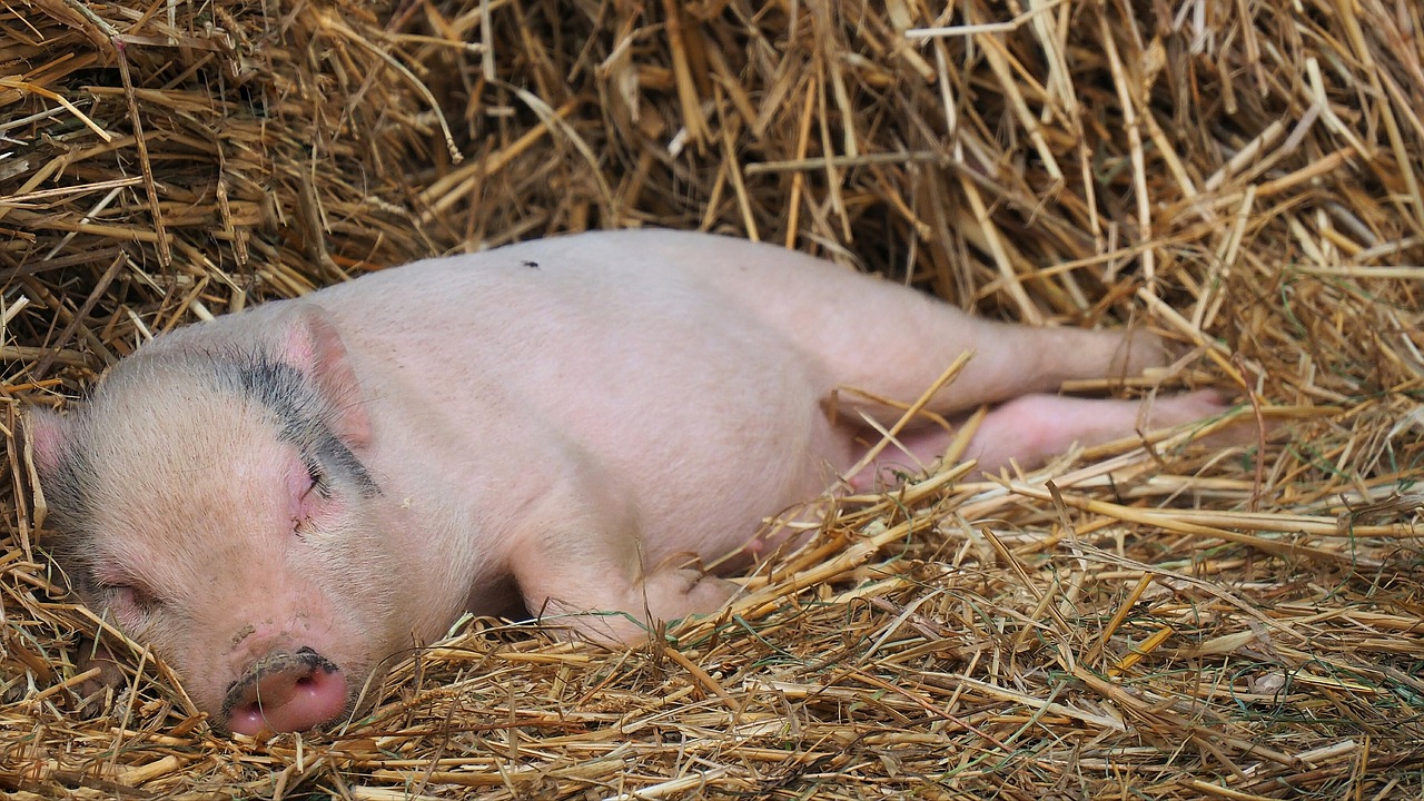 Image - farm pig straw piglet animals