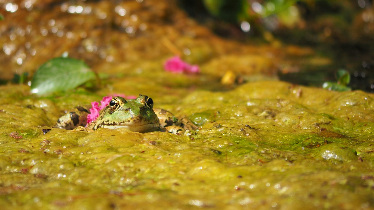 Image - nature gerardo frog pond