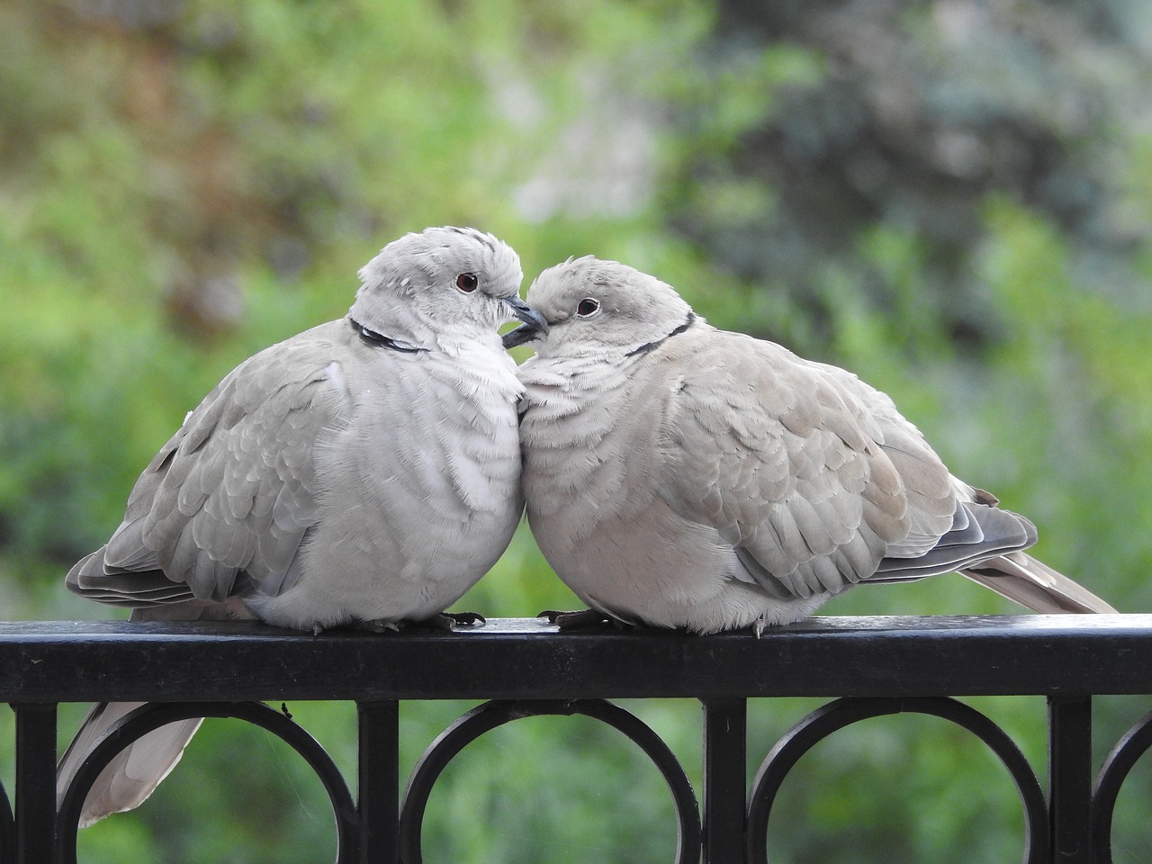 Image - pigeons para sweethearts