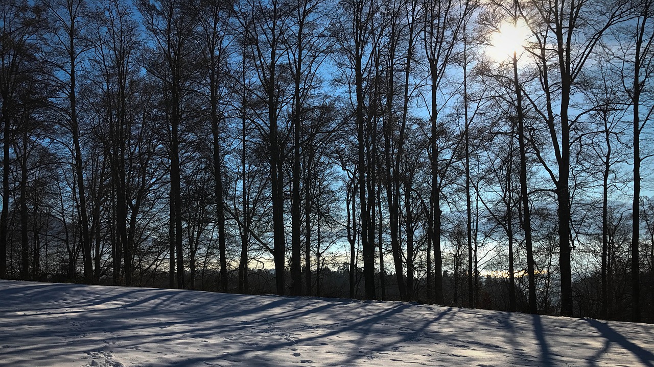 Image - back light winter trees blue black