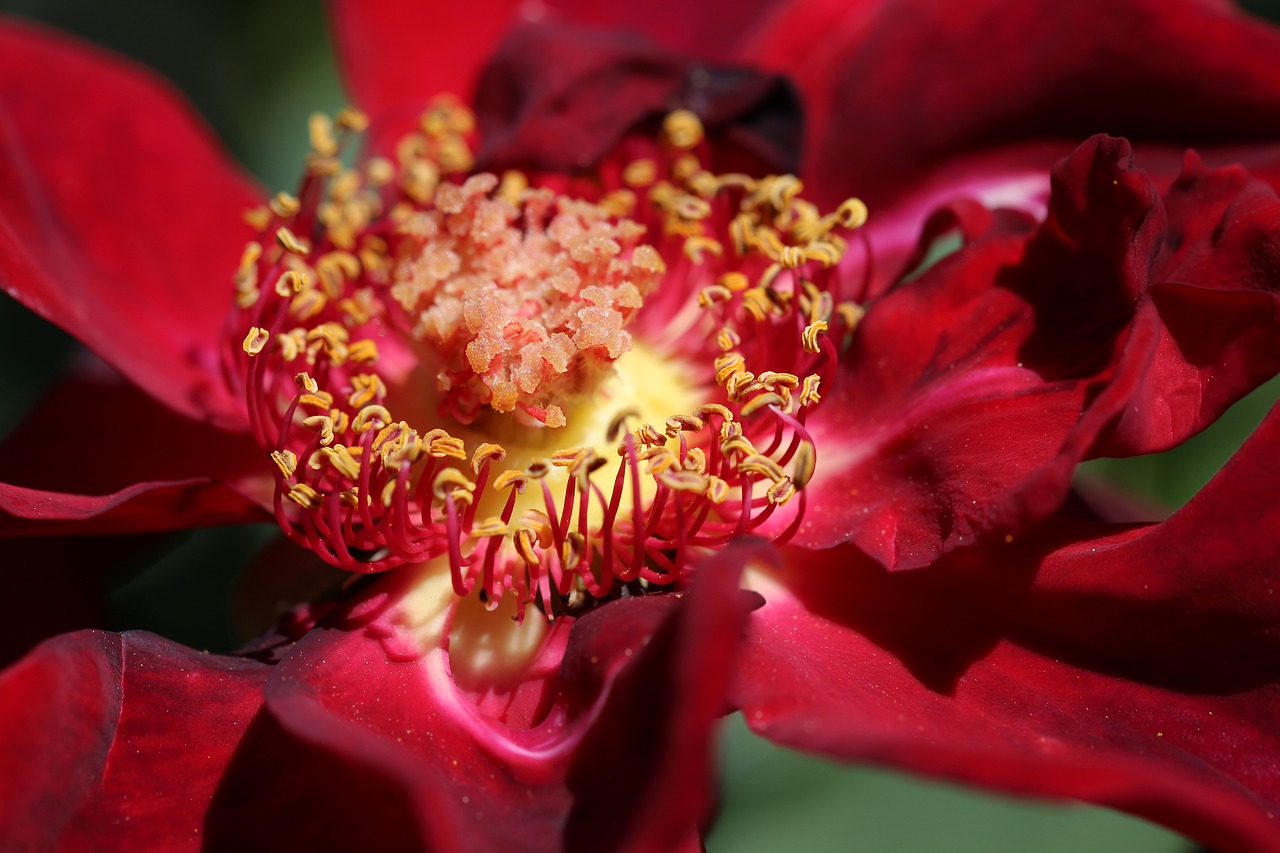 Image - worn open red rose stamen pollen