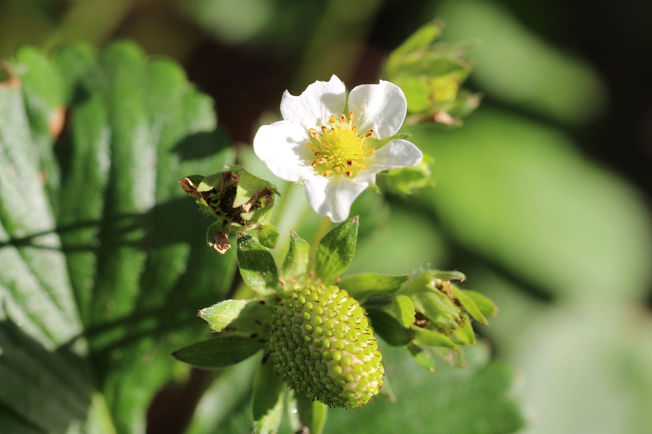 Image - strawberry strawberry flower bloom