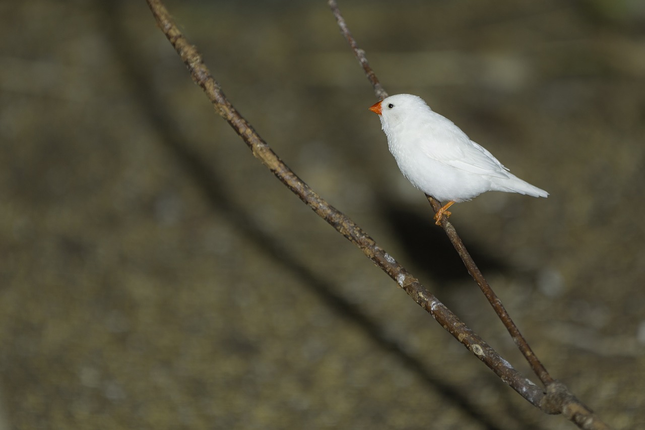 Image - white finch bird bird kingdom