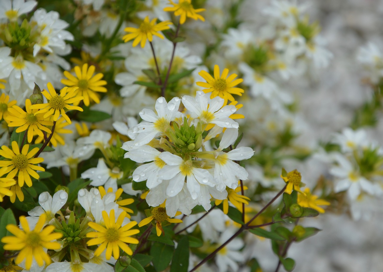 Image - flowers of massive parterre summer