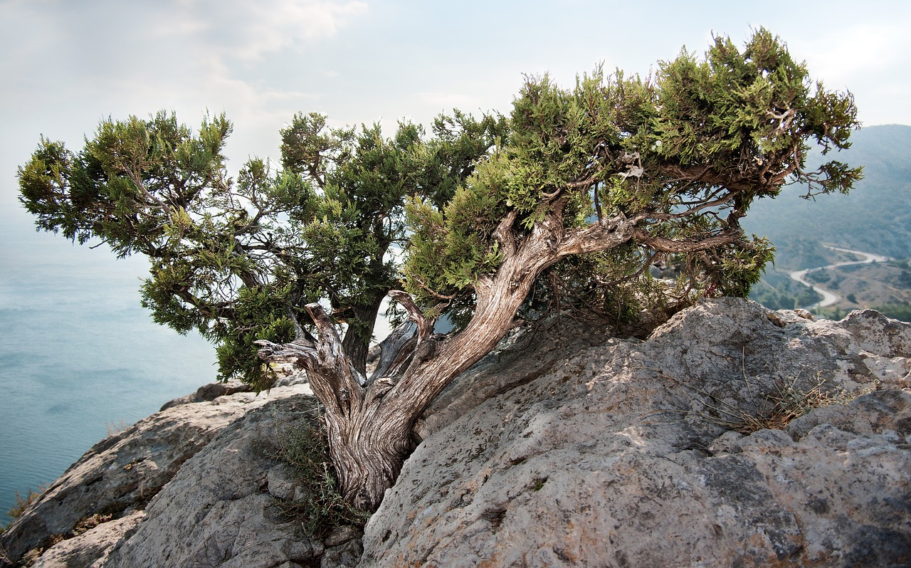 Image - rock sea juniper summer crimea