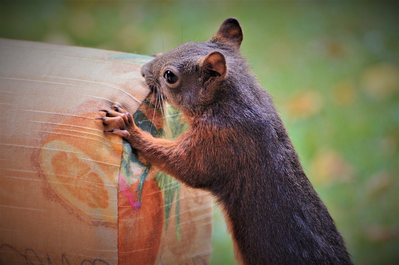 Image - squirrel verifiable kitten rodent