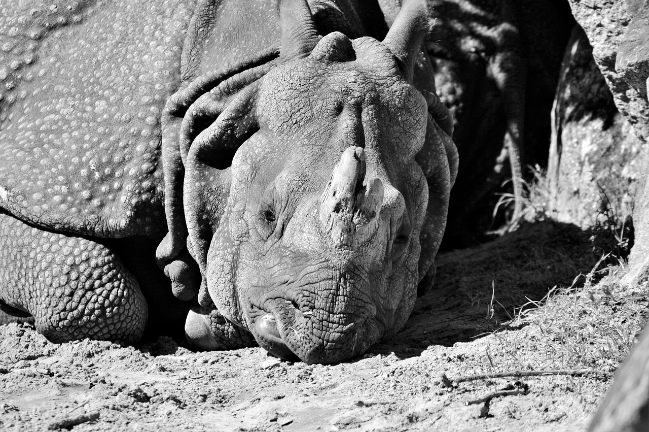 Image - rhino animal mammal big game zoo