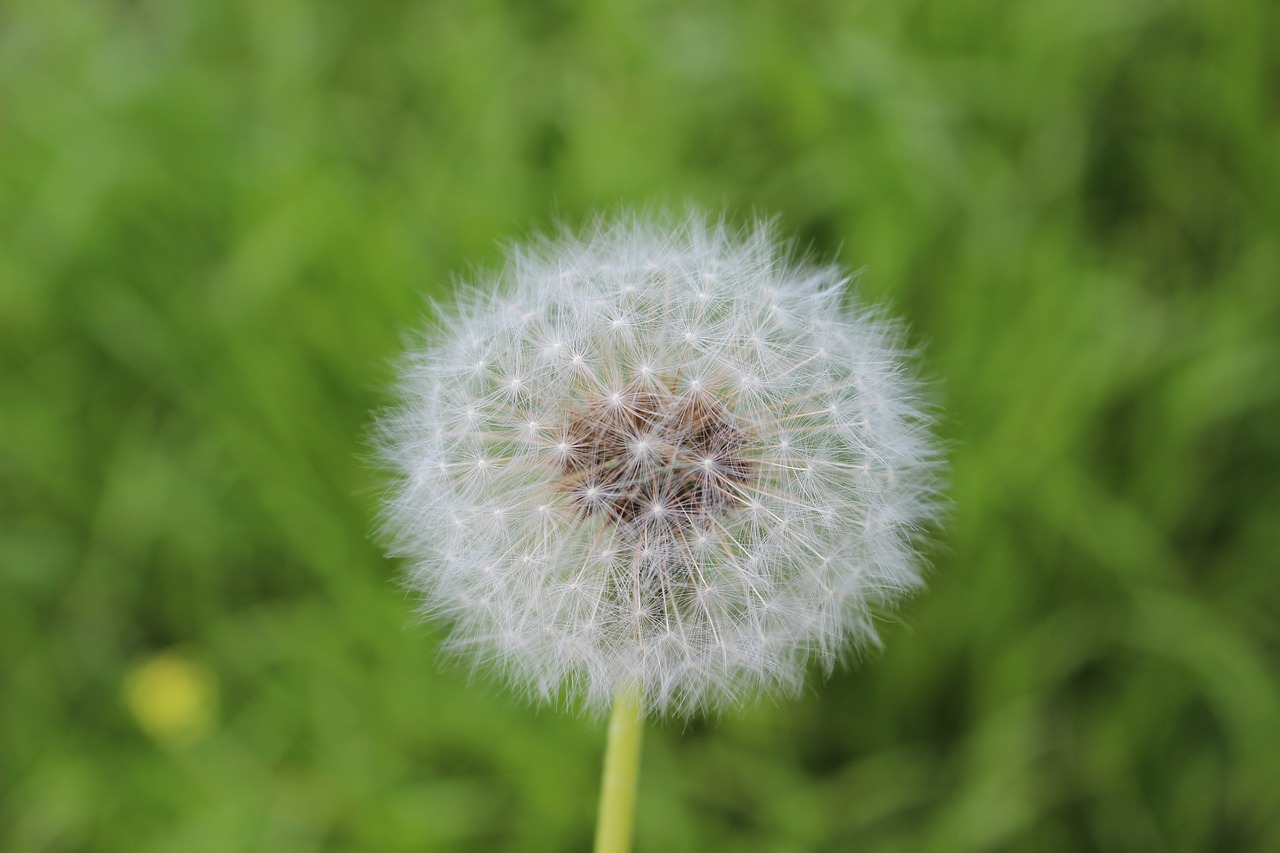 Image - flower nature pollen white kocaeli