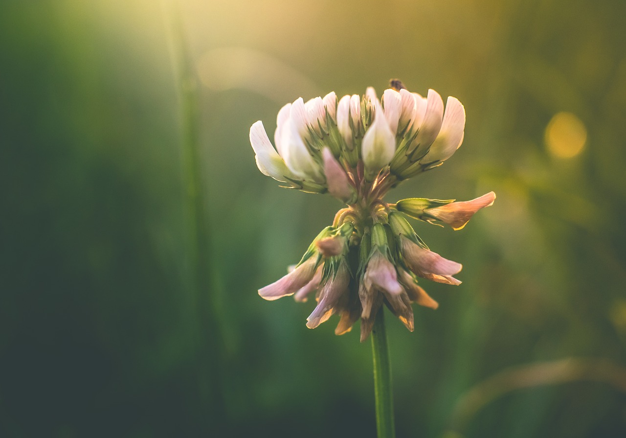 Image - dutch clover seed bloom blowing