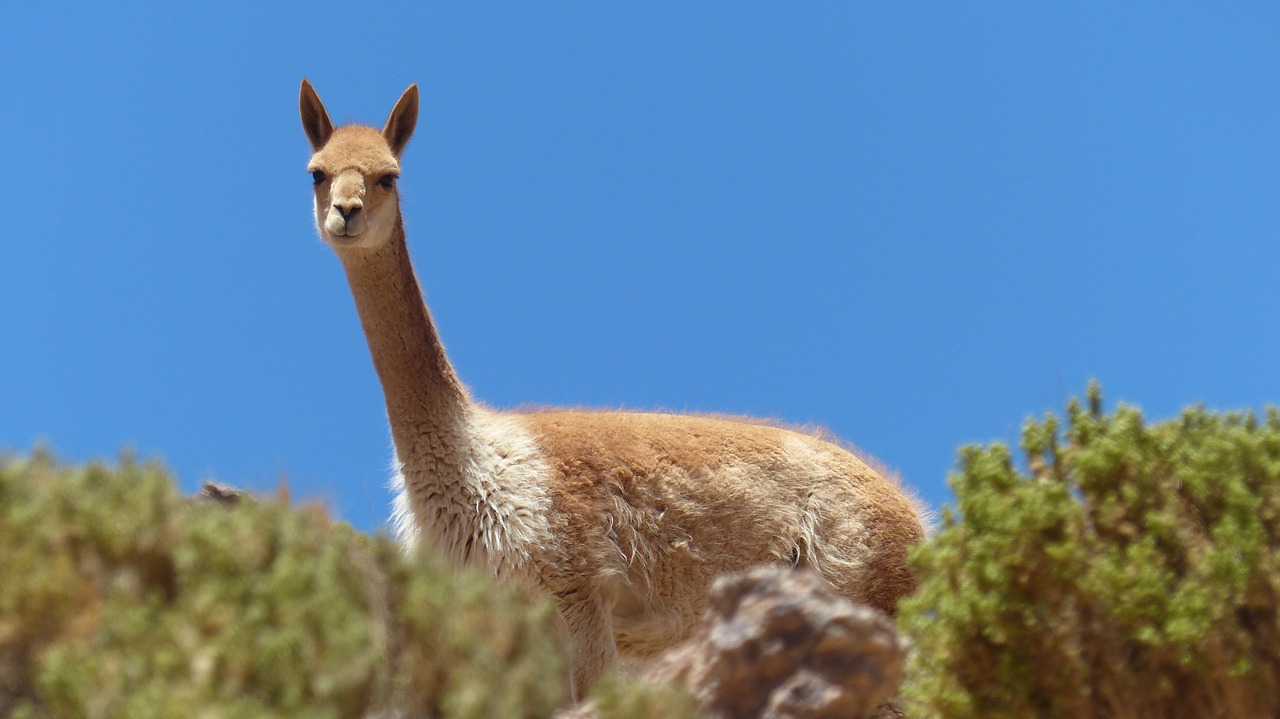 Image - bolivia altiplano vicuña lama