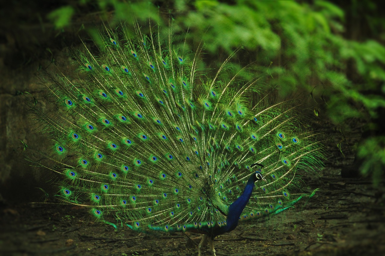 Image - indian peafowl peacock