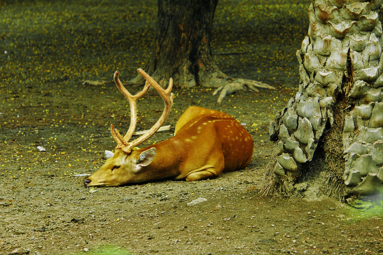 Image - deer zoo orange sleeping