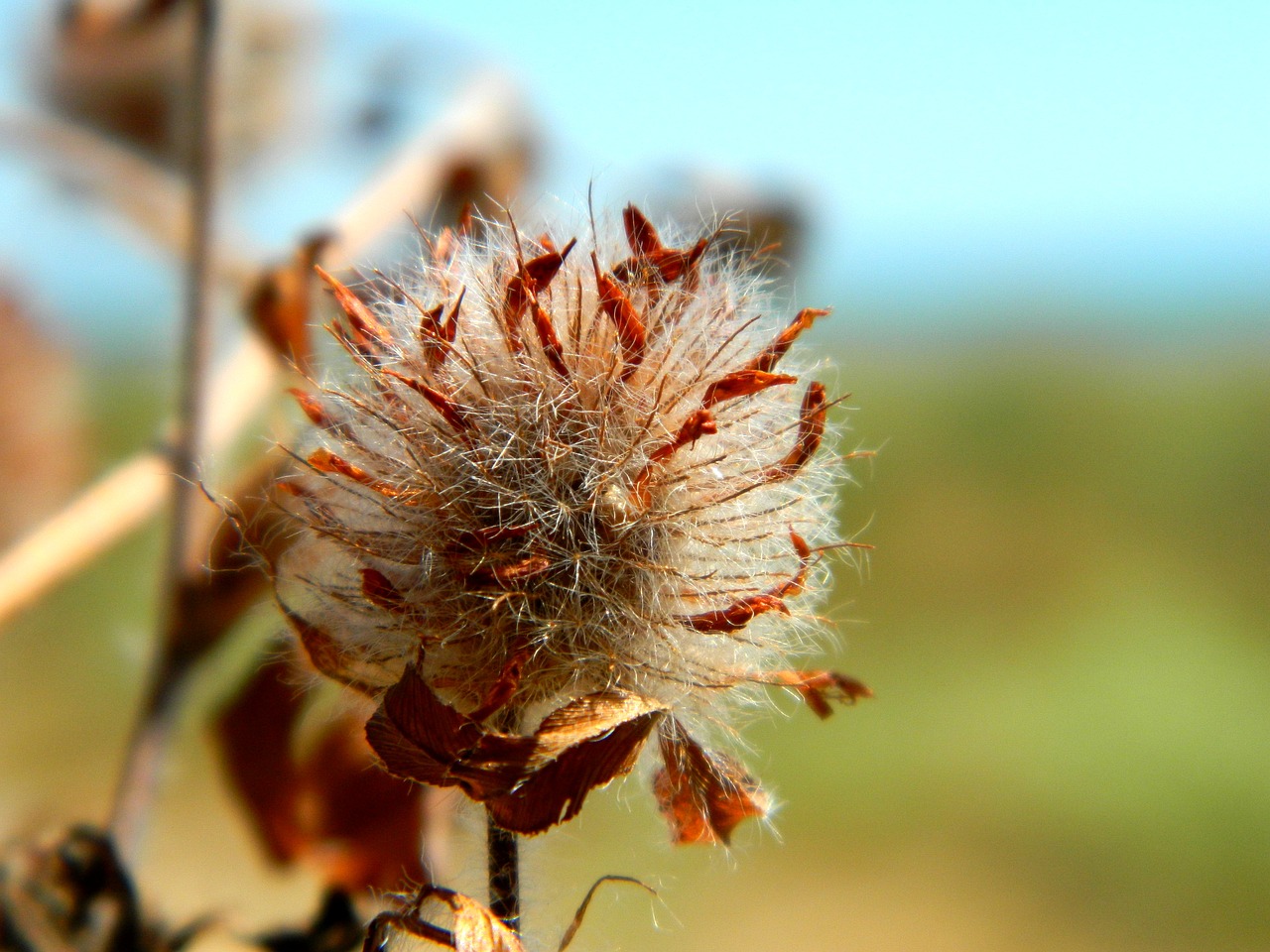 Image - ikebana dry flower flower