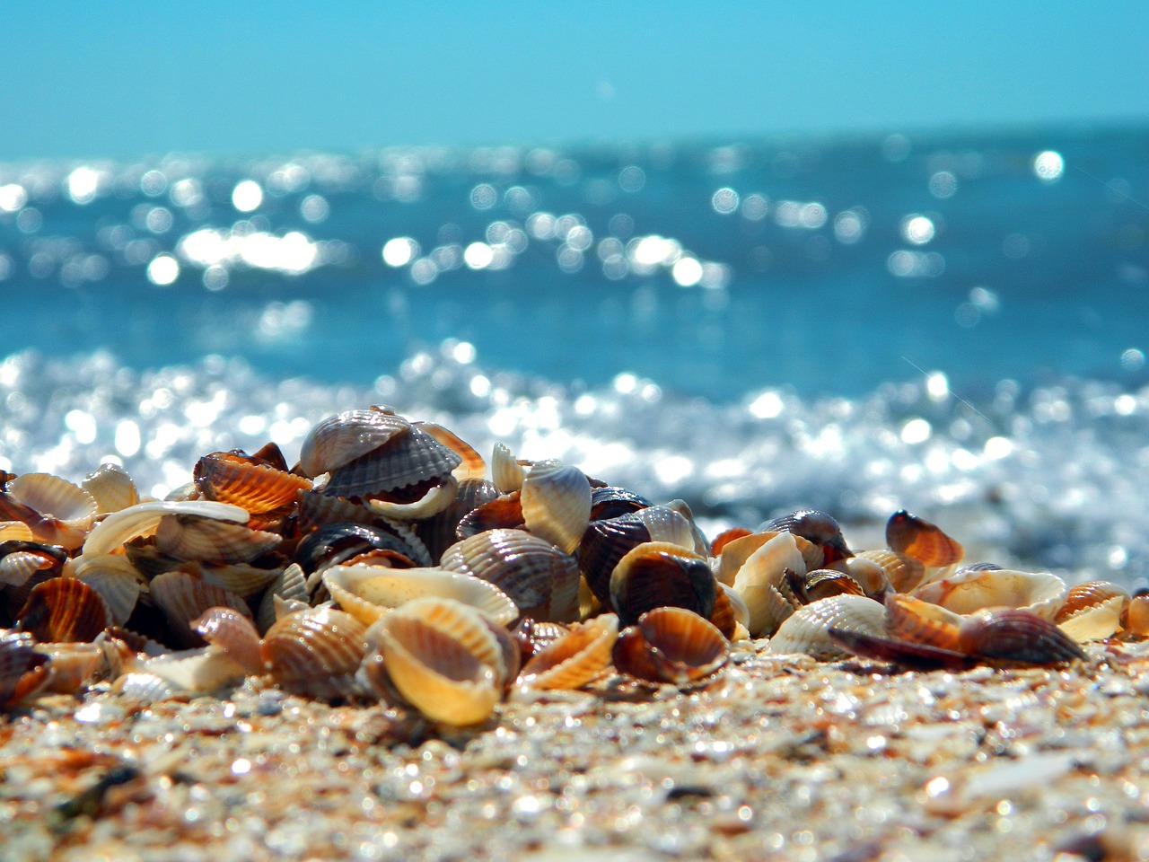 Image - sea summer surf seashells sand