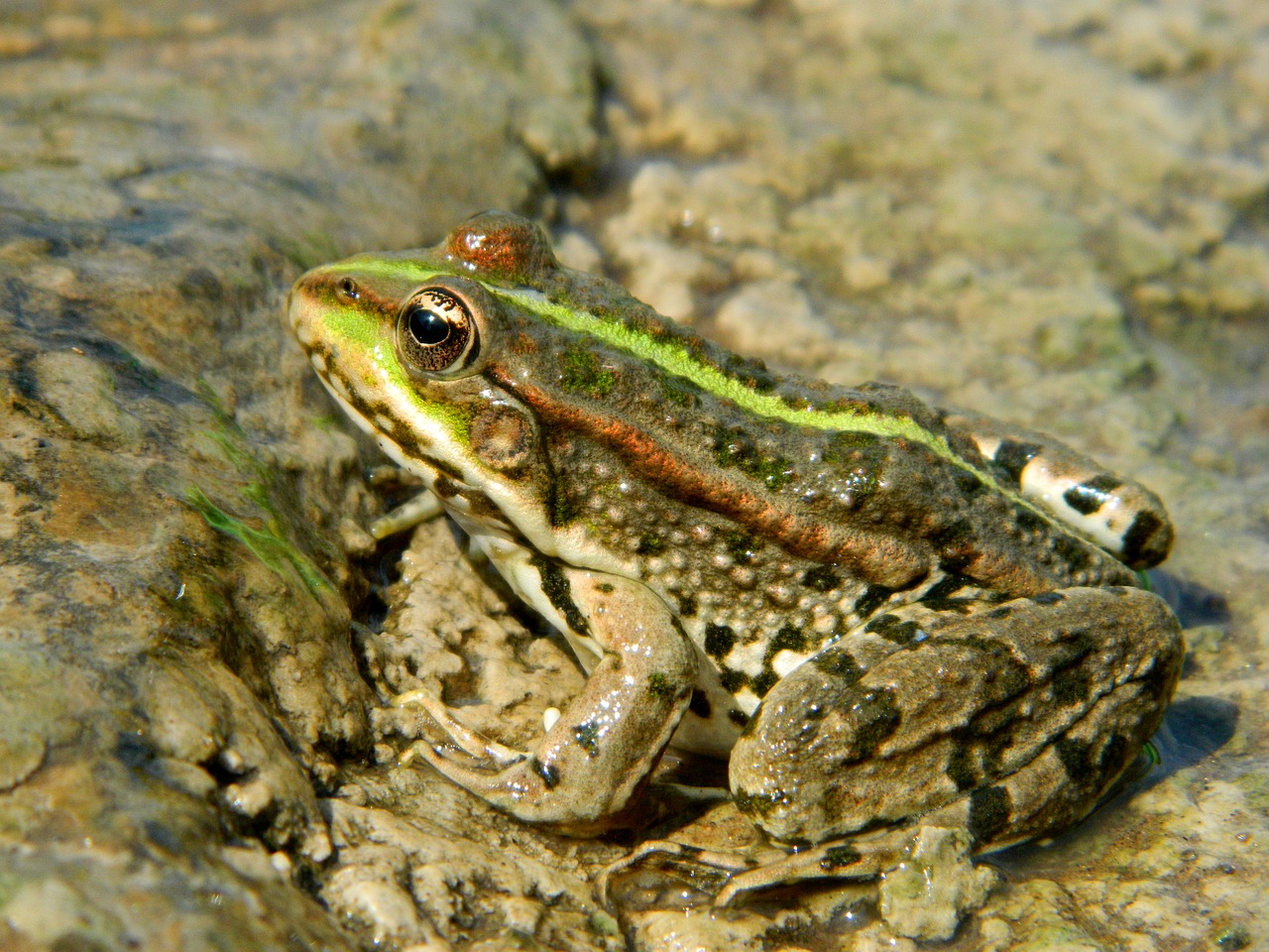 Image - frog swamp toad tsarevna amphibian