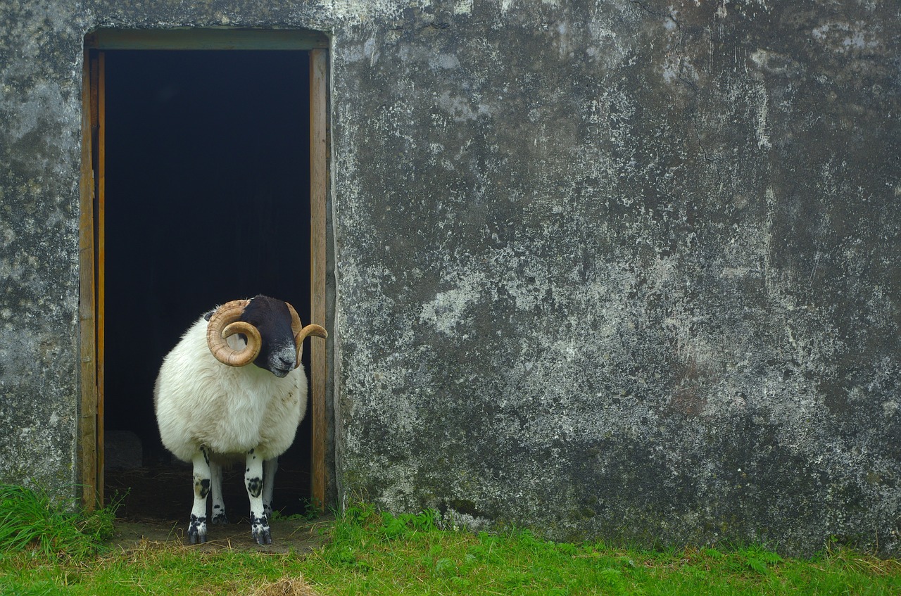 Image - sheep scotland wool nature