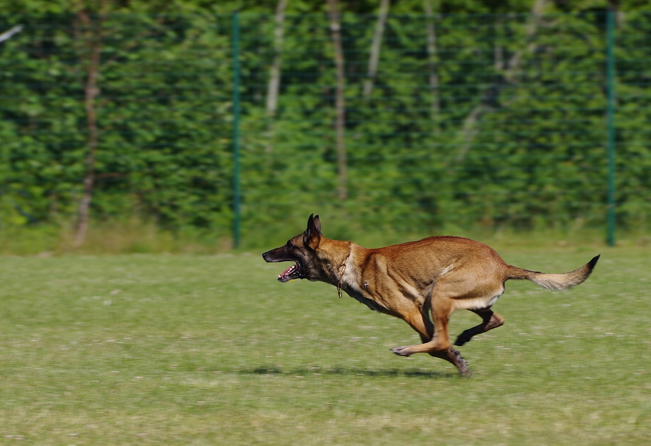 Image - belgian shepherd malinois dog