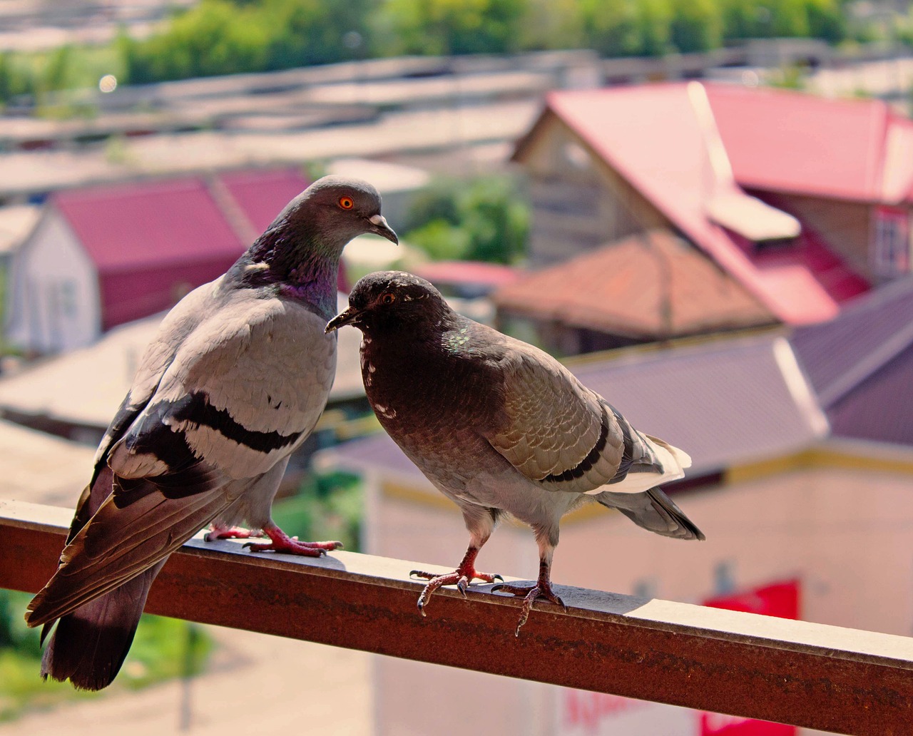 Image - summer balcony pigeons