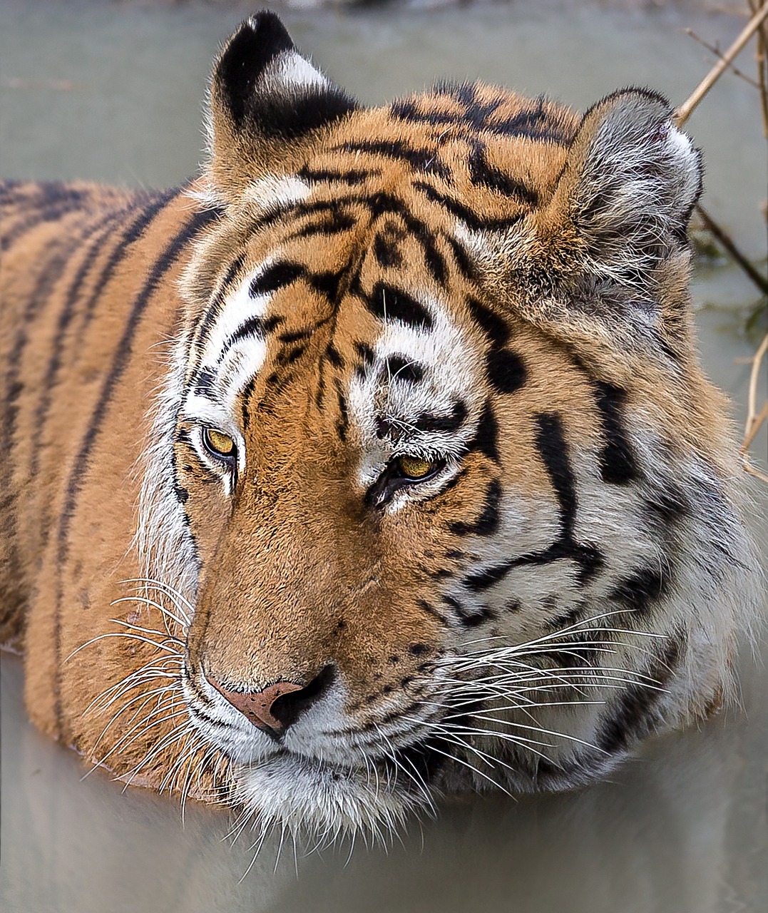 Image - tiger zoom gelsenkirchen zoo