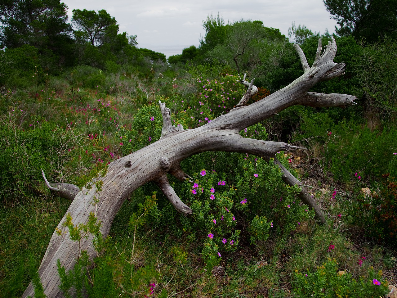 Image - flowers log nature tree plant