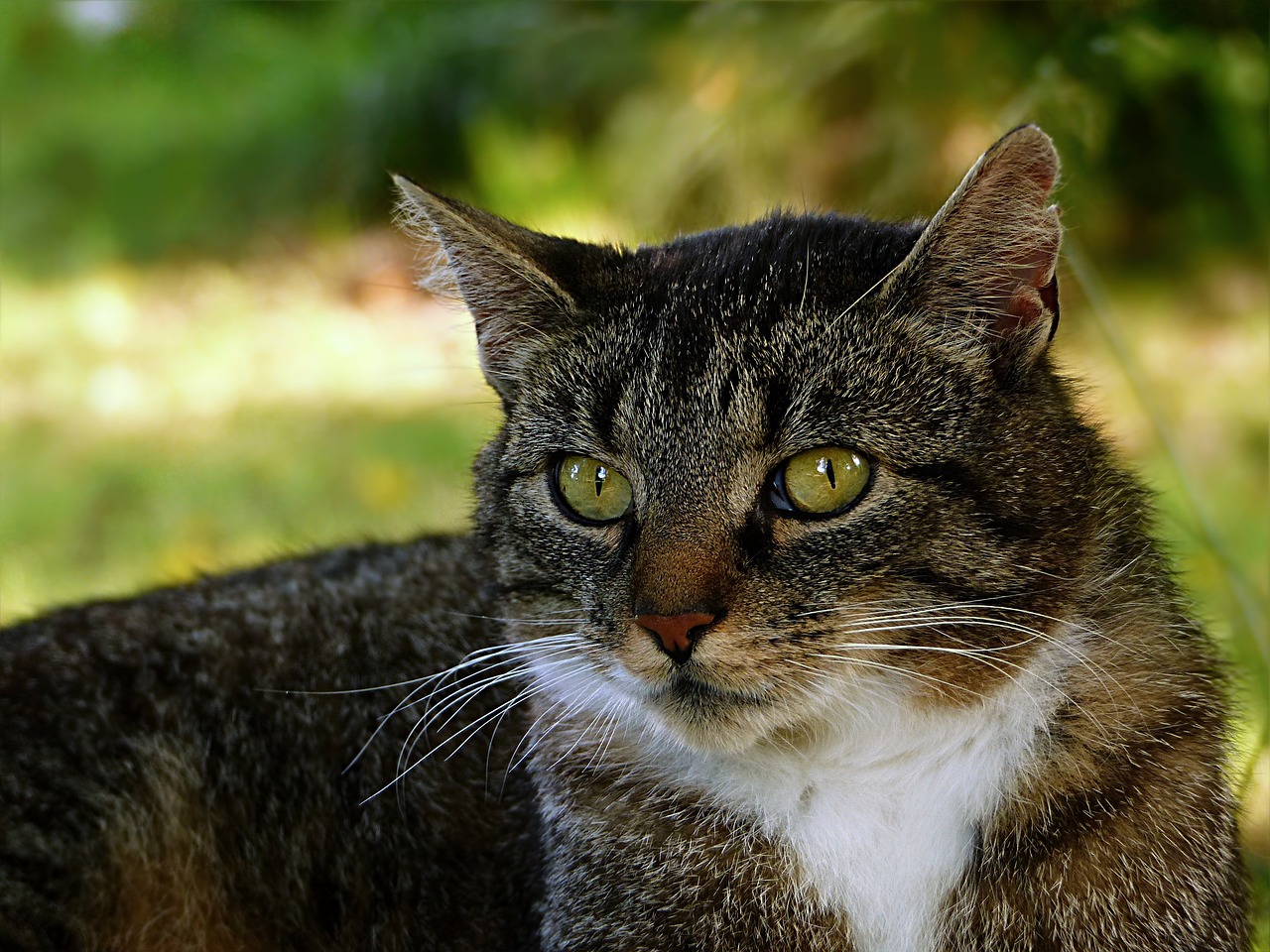 Image - animal cat domestic cat