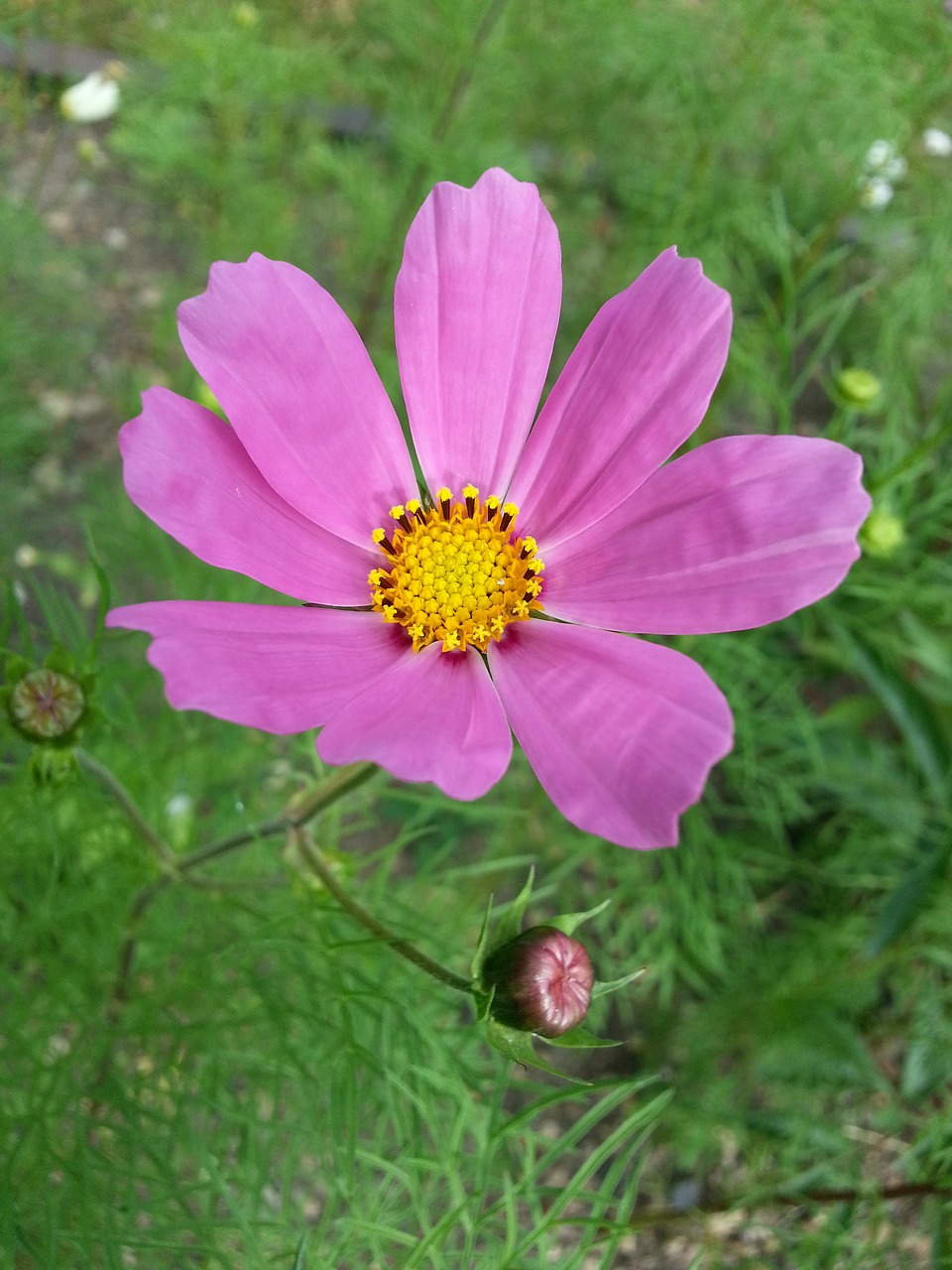 Image - flower cosmos petals pink stamens
