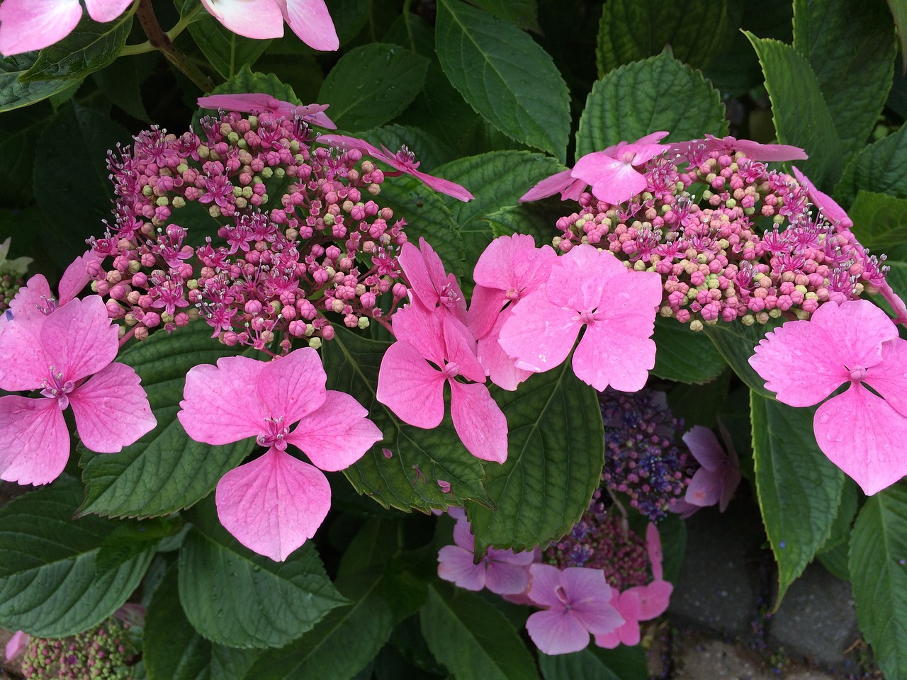 Image - flower lacecap hydrangea plant