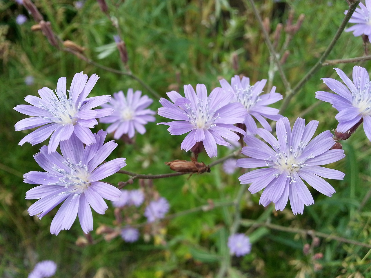 Image - flowers chicory purple petals