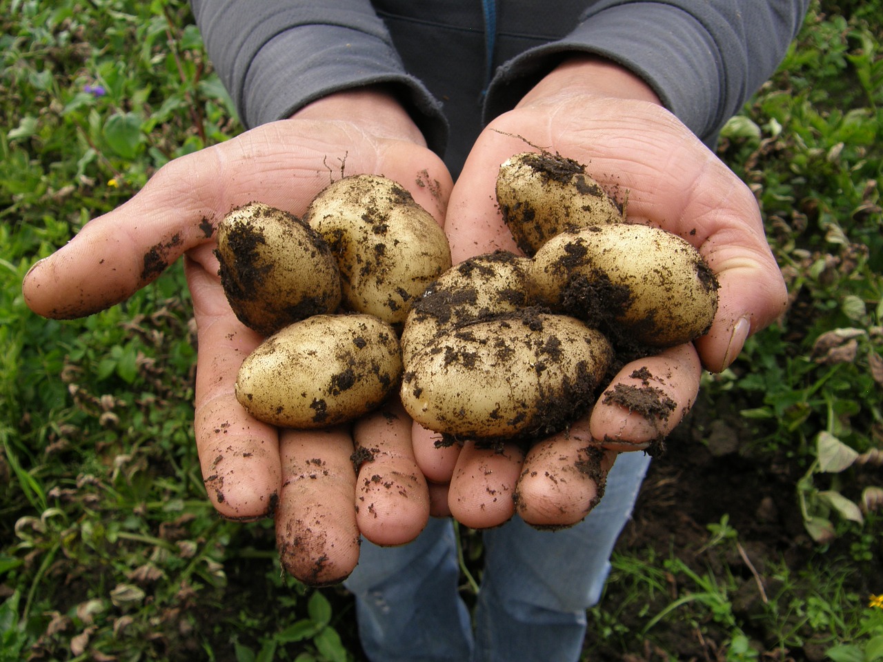 Image - potatoes harvest food potato