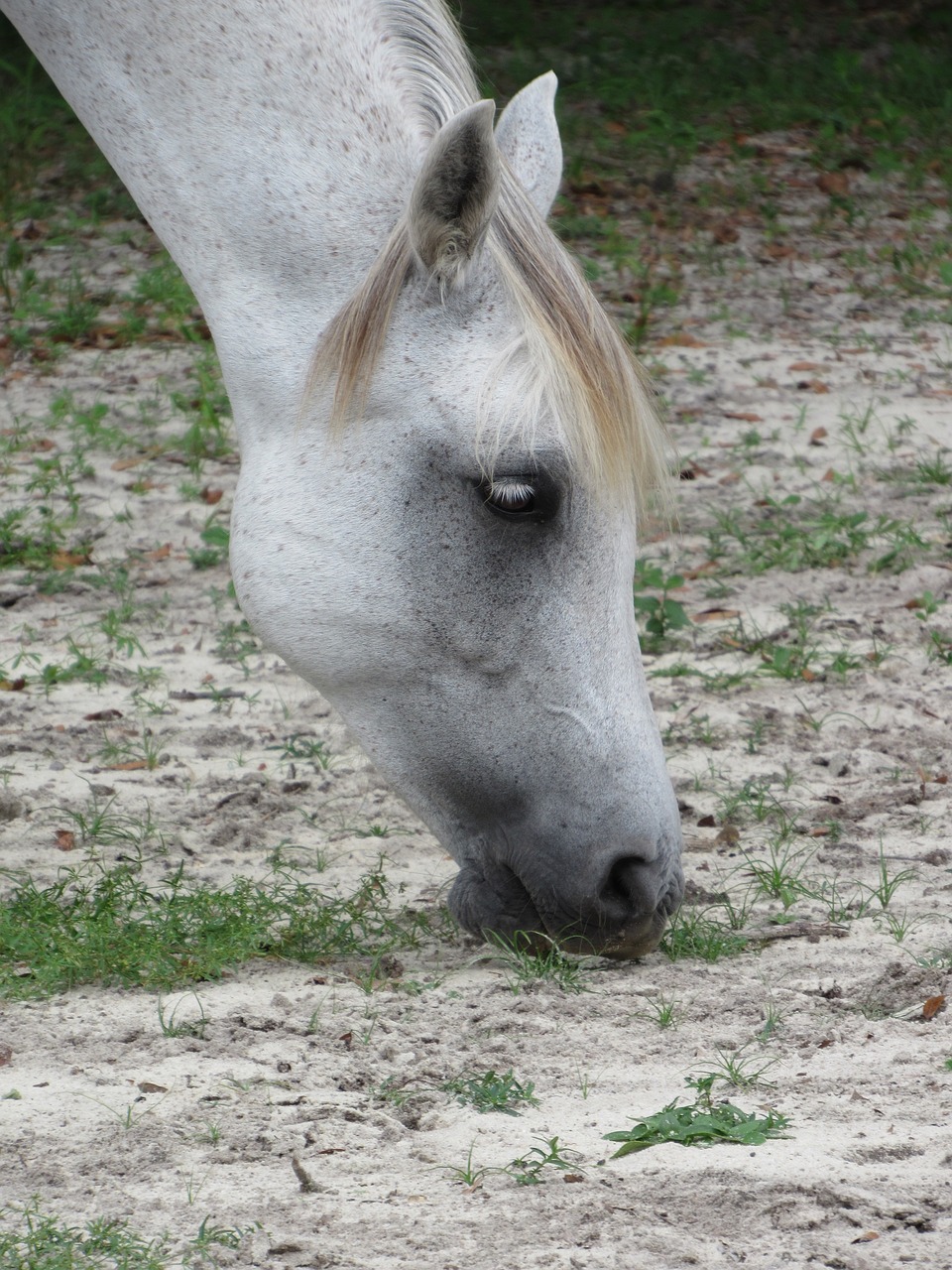 Image - horse sand munching muscles