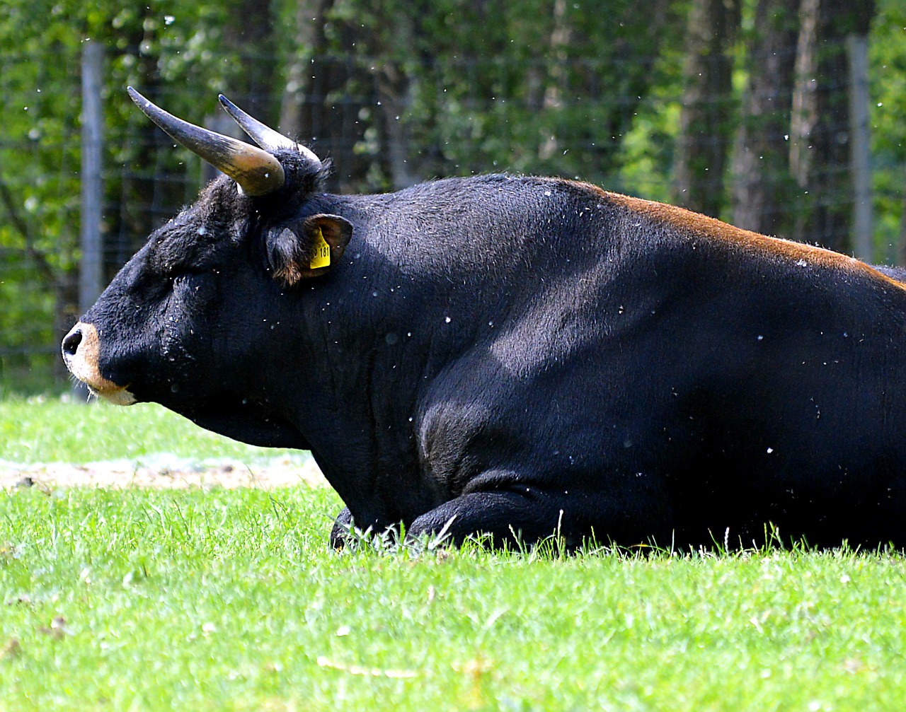 Image - bull horns beef animal world