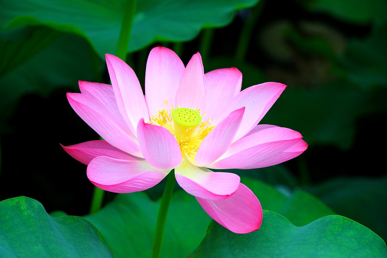 Image - lotus in full bloom