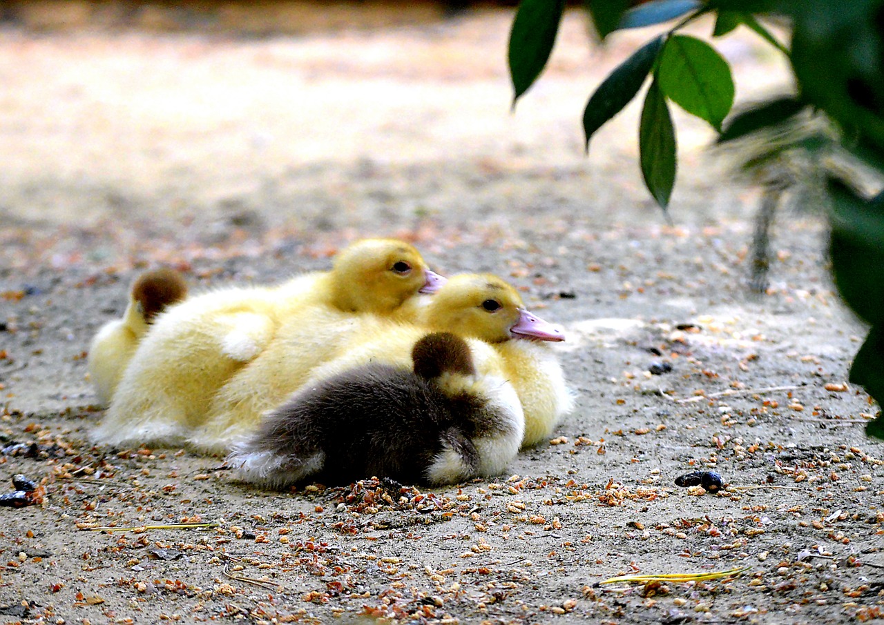 Image - ducks chicken water bird nature