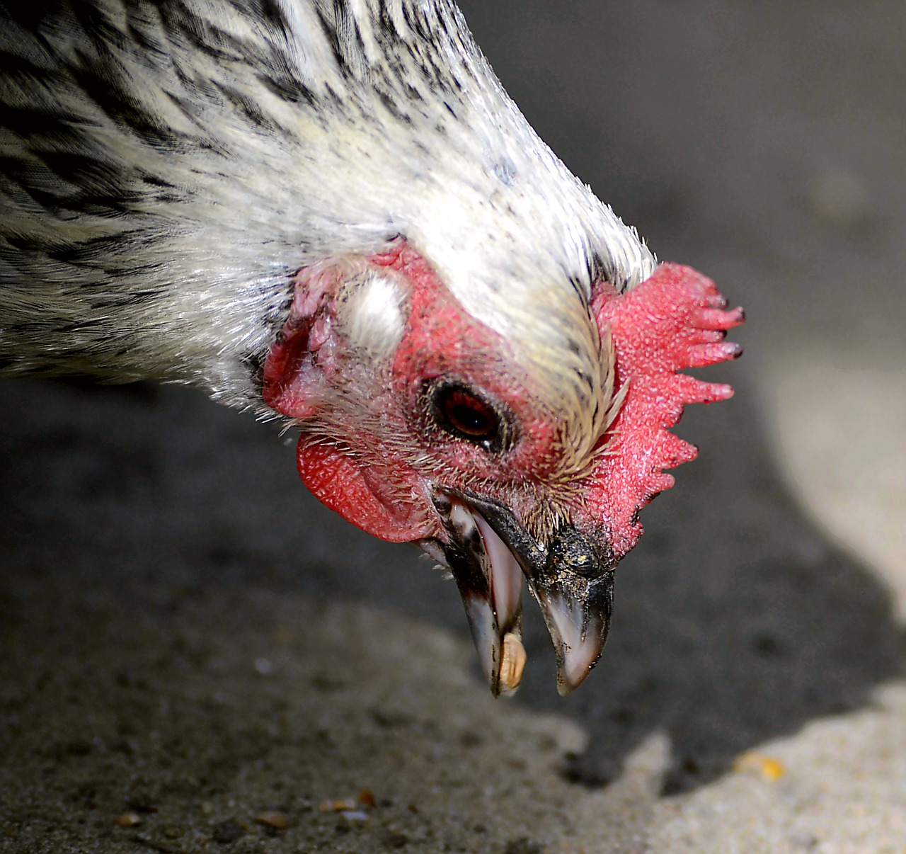 Image - chicken foraging