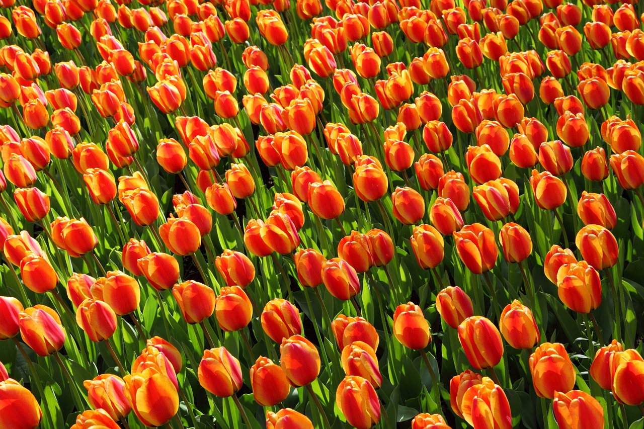 Image - tulips tulip orange red background