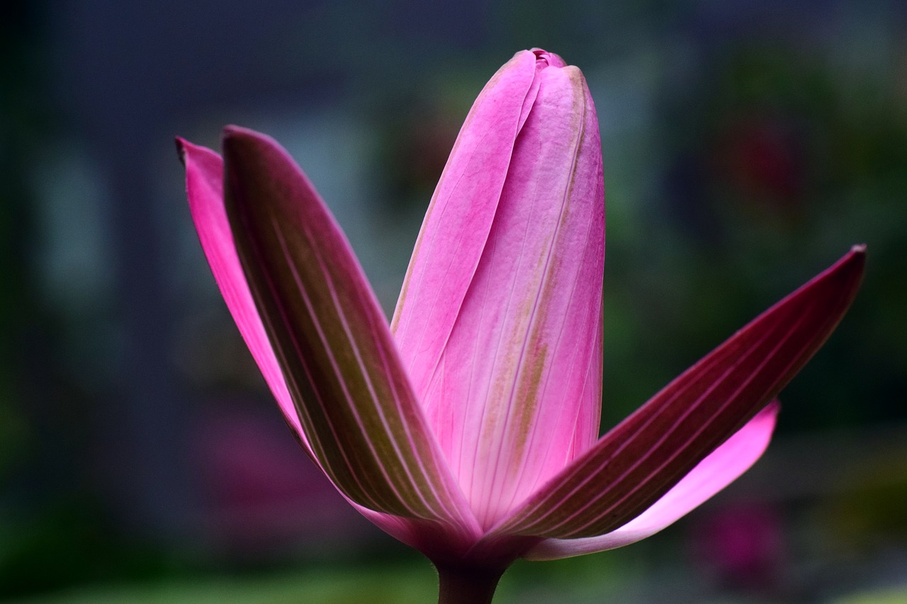 Image - water lily nuphar lutea