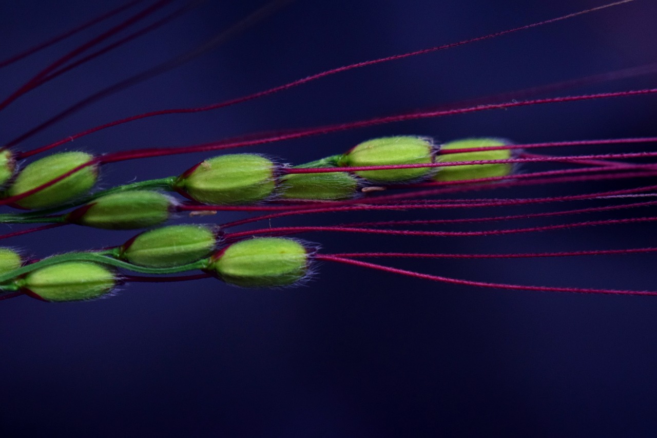 Image - rice rice grains rice plant