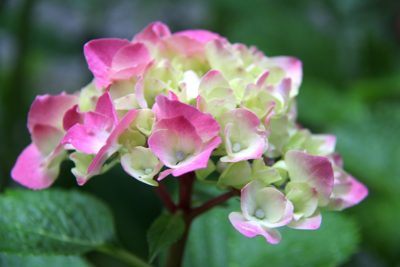 Image - nature flower plant summer garden