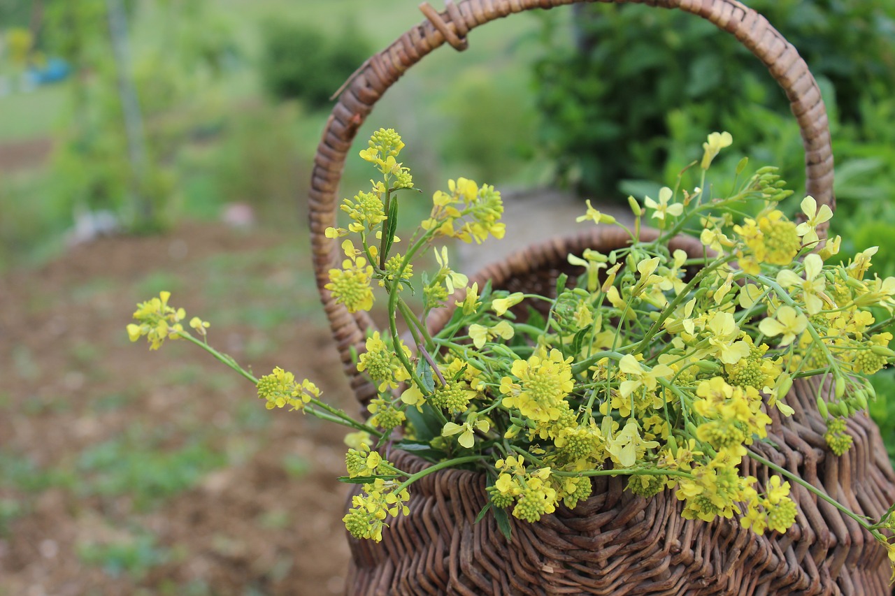 Image - yellow flower kocaeli turkey