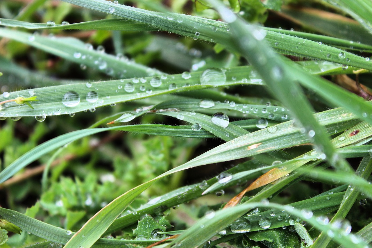 Image - rain grass kocaeli turkey