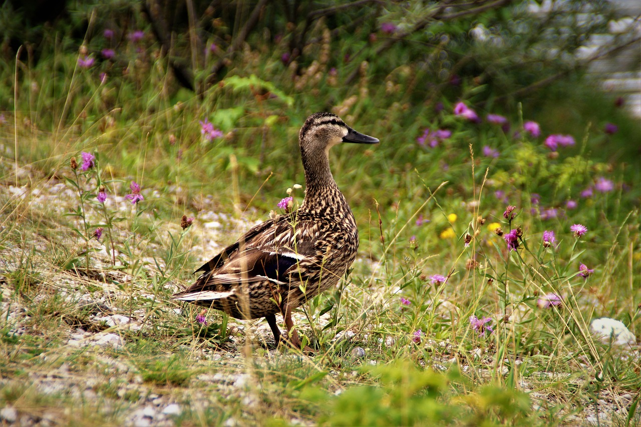 Image - duck animal bird meadow nature