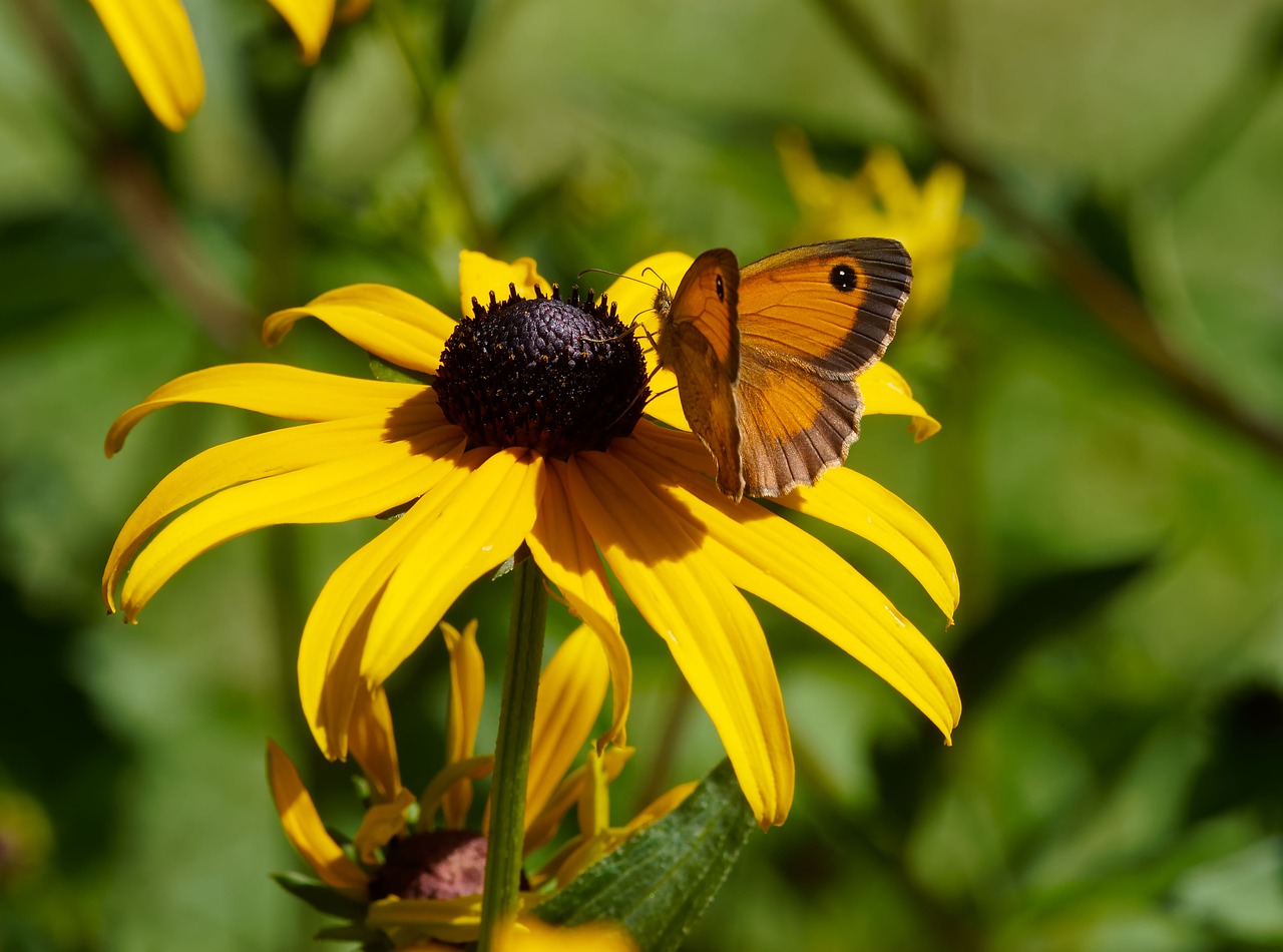 Image - butterfly insect macro nature